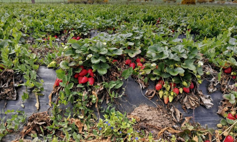 Manejo de plagas en fresas Cultivo de fresas