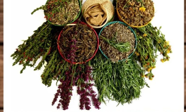 El uso de plantas medicinales es una tradición cultural de muchos pueblos alrededor del mundo.