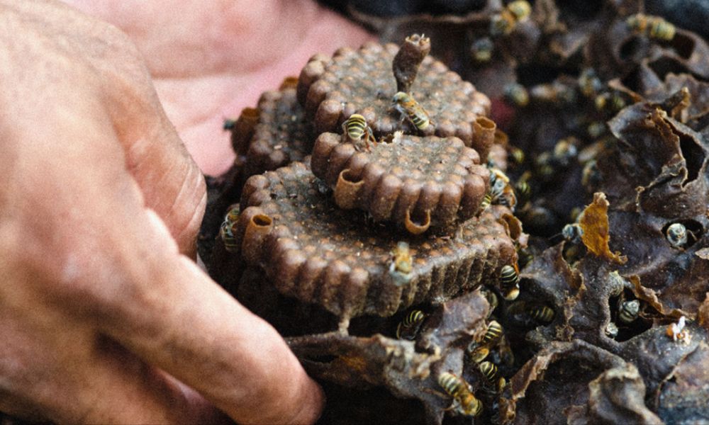 Colmena de abejas.