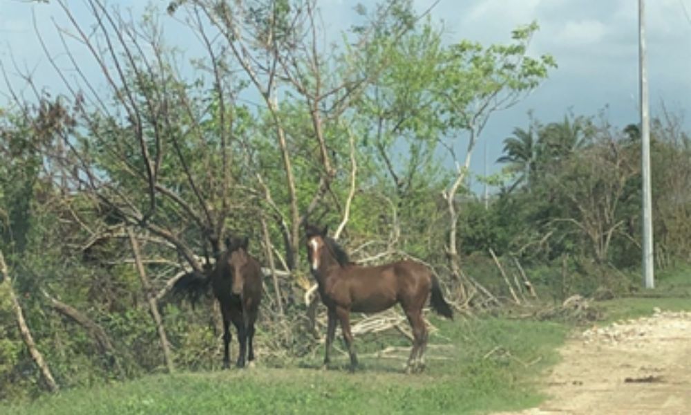 Animales desorientados