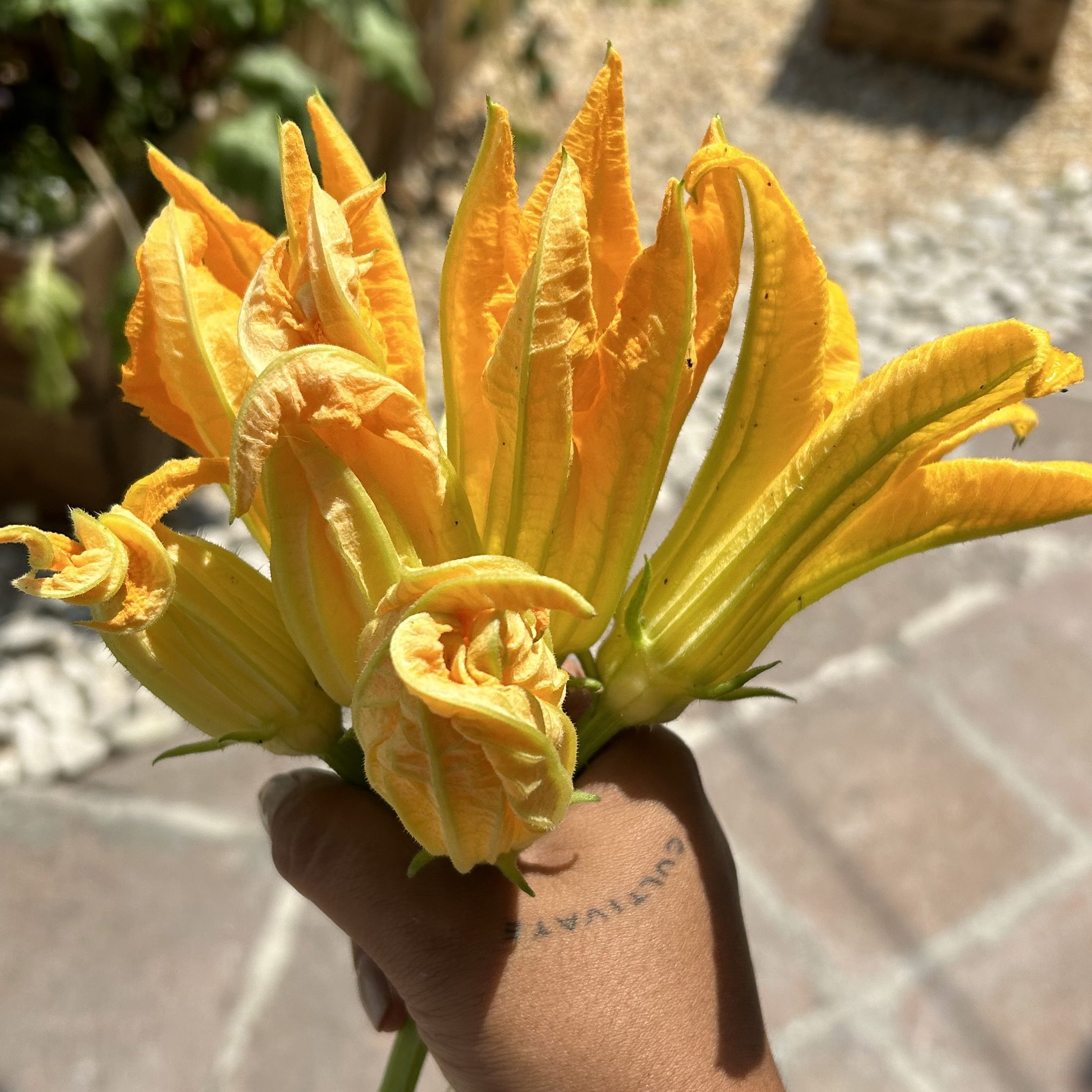 Manojo de flor de clabaza, tomada por Melissa Carrera